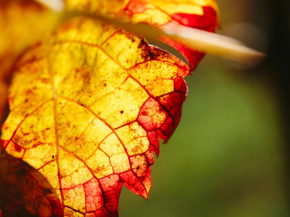 sfondi_vini-cdm_rosso